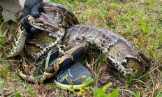 美国捕蛇人被92公斤巨蟒拖行：像骑在一匹慢马上 非常疯狂！