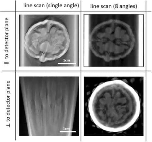 核桃内部简直就是微型宇宙！科学家用CT扫描 重建发育过程