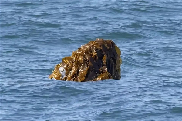 虎鲸圈再次流行“鲑鱼帽”！头顶死鱼到处逛 专家：是吃太饱闲的