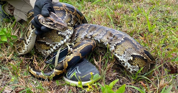 美国捕蛇人被92公斤巨蟒拖行:像骑在一匹慢马上 非常疯狂!