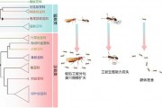 工蚁为何放弃繁殖养育同类 科学家揭开蚂蚁亿年演化之谜