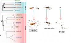 工蚁为何放弃繁殖养育同类 科学家揭开蚂蚁亿年演化之谜