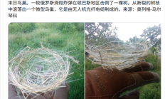 全球首例！乌克兰鸟类已适应战场环境：用无人机光纤电缆编织巢穴