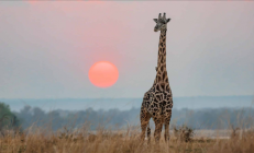 北美长颈鹿变混血 基因不纯失去保护价值：或成“同事”食物