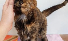 世界上最长寿的在世猫咪30岁了：相当于人类140-150岁