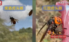 央视曝光6666元包教包会养杀人蜂 业内公认攻击性最强 连眼镜蛇都吃