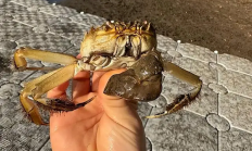 一只大闸蟹引发美国一州恐慌：实在被入侵物种搞怕了！