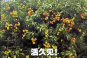 广西灵山惊现“百变荔枝王”！一棵荔枝树上竟然结出30种荔枝