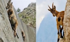 为什么山羊能够攀爬悬崖峭壁 和猴子相比谁更强