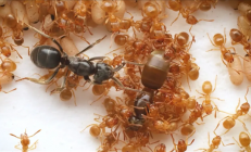 寄生蚁潜入别人巢穴 不费一兵一卒 就能借工蚁的手杀死蚁后自己当王