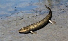 人类的脚趾头到底有啥用？长一点好还是短一点好？