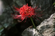 彼岸花的花语与象征