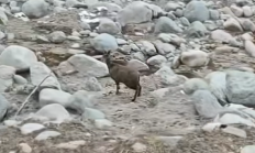 世界最濒危的物种之一！甘肃有牧民在河谷拍到国一保护动物马麝