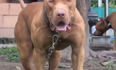 又是比特犬！希腊两岁男童遭自家收养的流浪狗攻击身亡