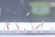 地球现存较为古物种之一！新疆沙漠首次发现盐水丰年虾
