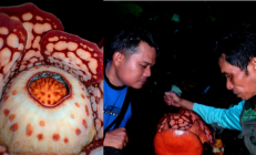 仿佛地狱使者！苦寻13年终见大王花盛开：硕大鲜艳 散发恶臭