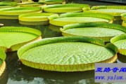 世界上叶片最大的水生植物 能轻松把小孩子举高
