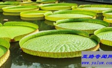 世界上叶片最大的水生植物 能轻松把小孩子举高