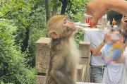 大爷喂野生猴子喝白酒 还夸其海量！景区回应