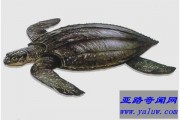 世界上最大的龟 体长3米濒临灭绝