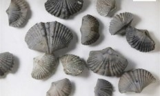 曾统治海底2亿年的腕足动物 为什么如今“拉到家”