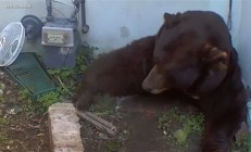 肚子都贴到地上了！美国男子发现自家地下室被一头巨熊霸占