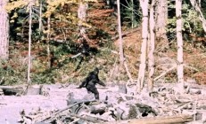 中国远古巨猿 身高3米史上最大灵长类动物 为何20万年前突然灭绝？