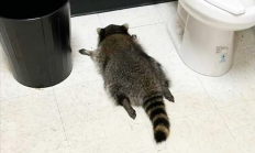 夜闯店铺偷酒喝 还喝得烂醉 美国“惯犯”浣熊醉倒在马桶边走红