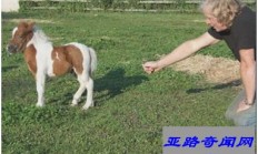 世界上最小的马 高仅43厘米不及人的膝盖