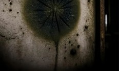 切尔诺贝利的真菌正在学会吸收强辐射 可能利用辐射进行未知的代谢