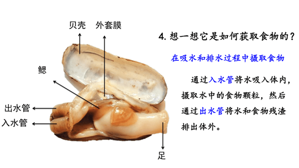 蛏子在泥沙中挖掘过程有点邪恶 这种美食有着极强的防御