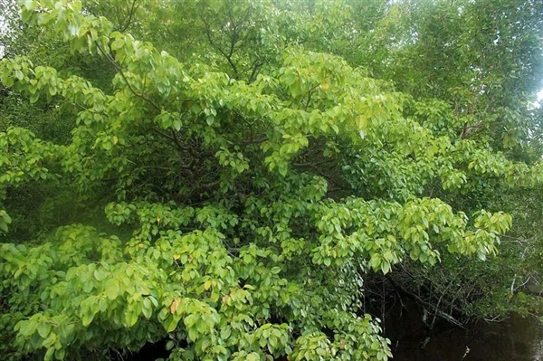 不能摸也不能烧！这棵树全株有毒太魔性 树下躲雨也会中毒