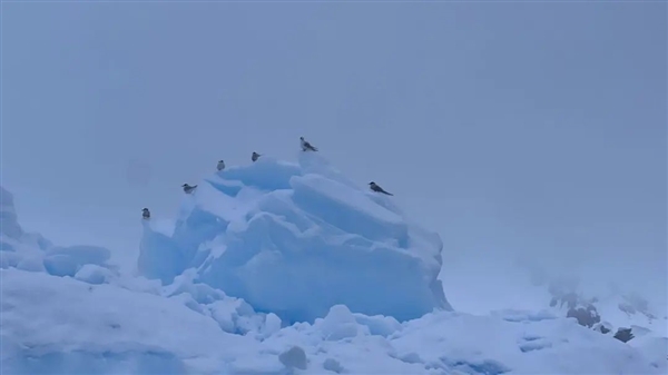 雪花有几个瓣? 你可能还真不清楚！