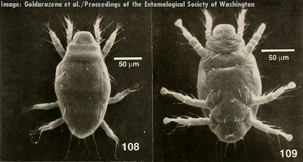 这种螨虫的雄性出生就死亡 而雌性却每次都进行有性生殖