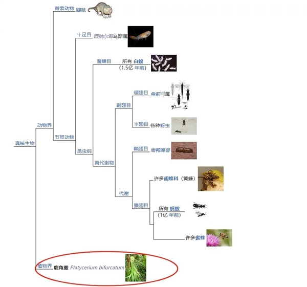 唯一真社会性植物：种群像蜜蜂、蚂蚁一样分工明确