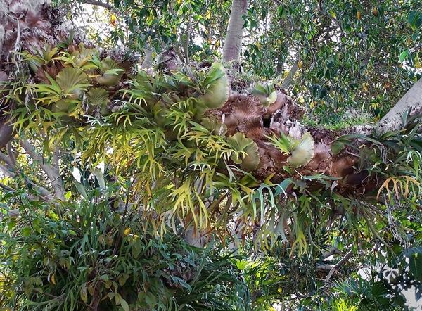 唯一真社会性植物：种群像蜜蜂、蚂蚁一样分工明确