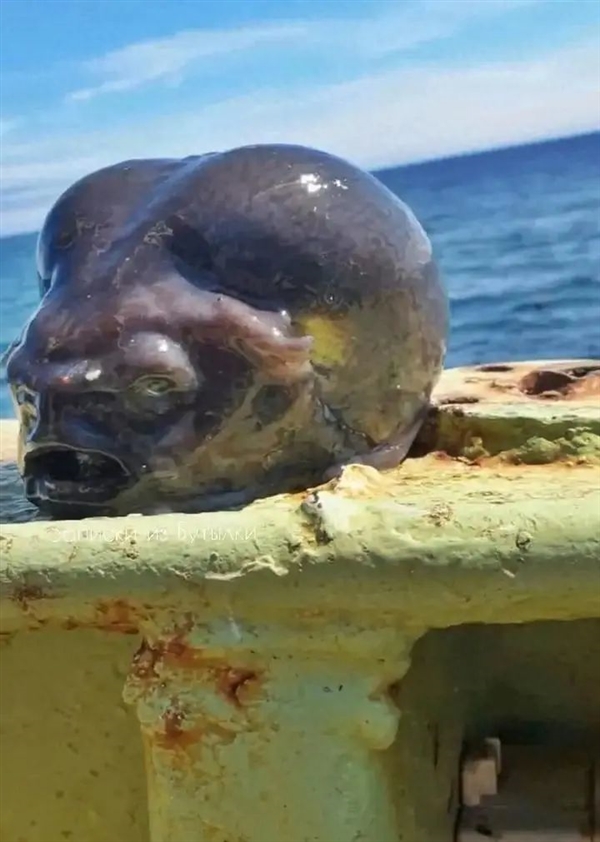 灰不溜秋像个脑袋 深海外星生物太恐怖！嗯 是鱼 很好吃