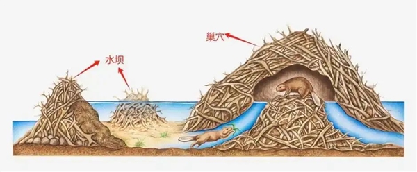 美国多州巨型老鼠肆虐 重达30斤特能吃 官方呼吁：煎炒或炖汤