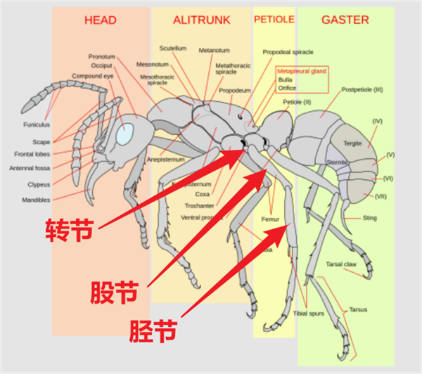 笑死！这种蚂蚁轻伤了超会演 只为能让队友把自己扛回家