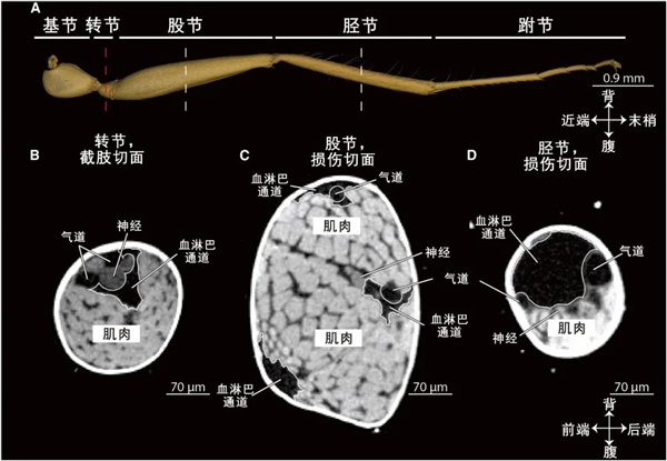 笑死！这种蚂蚁轻伤了超会演 只为能让队友把自己扛回家