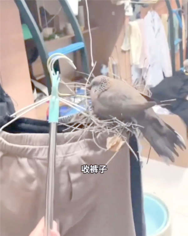 城市里 斑鸠越来越多:一大优势 无鸟可及