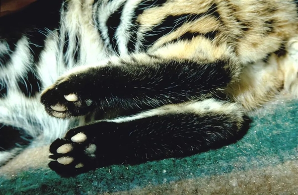 这是已知最致命的猫科动物!一年猎杀3000只啮齿动物