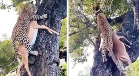 猎豹也是猫科动物:为什么它不能像花豹一样擅长爬树