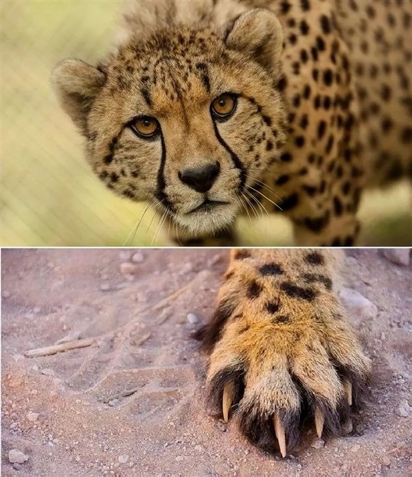 猎豹也是猫科动物:为什么它不能像花豹一样擅长爬树