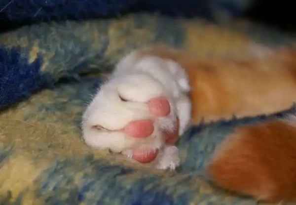 猎豹也是猫科动物:为什么它不能像花豹一样擅长爬树