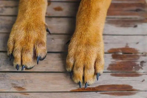 猎豹也是猫科动物:为什么它不能像花豹一样擅长爬树