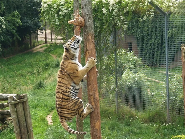 猎豹也是猫科动物:为什么它不能像花豹一样擅长爬树