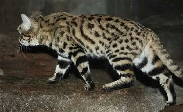 猎豹也是猫科动物:为什么它不能像花豹一样擅长爬树
