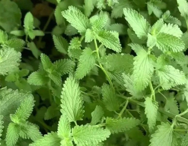 营养巨丰富!河南人的专属“猫薄荷”:我打赌你没吃过
