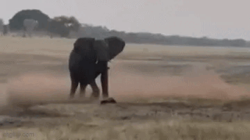 “平头哥”挑战两只老虎！为何蜜獾无所畏惧 它的战力究竟咋样